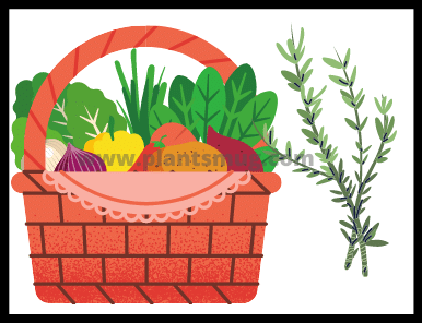 Tips on How to develop a Vegetable Garden successfully