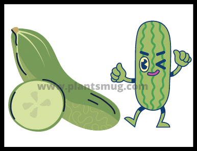 Cucumber