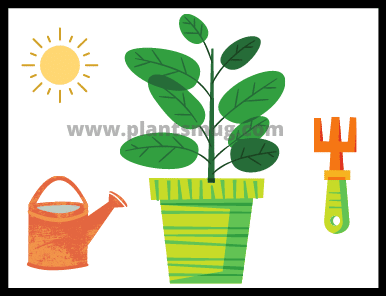 How does sunlight help plants grow?