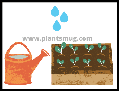 Plants And Water (3)