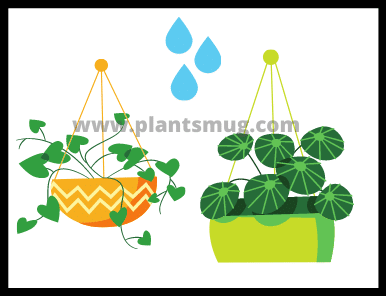 How do plants use water in photosynthesis?