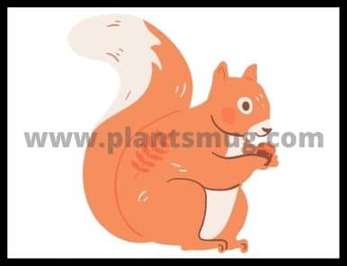Tips On How To Keep Squirrels Out Of Your Garden?