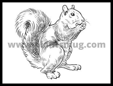 How To Keep Squirrels Out Of Your Garden: Bottom line