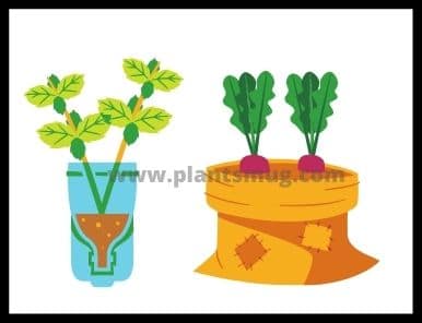 How to ship plant cuttings